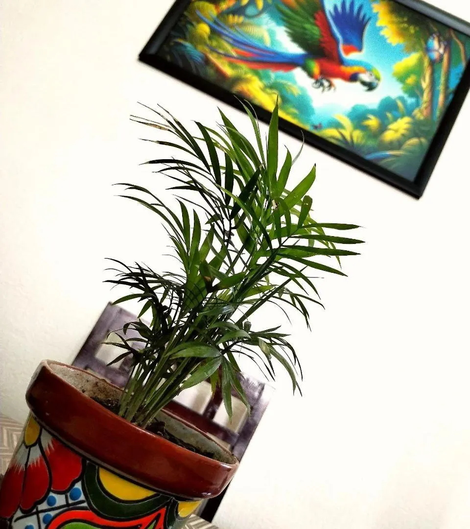 קוזומל Casa Encanto בית נופש